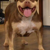 Bully Ridge Kennels Marlee