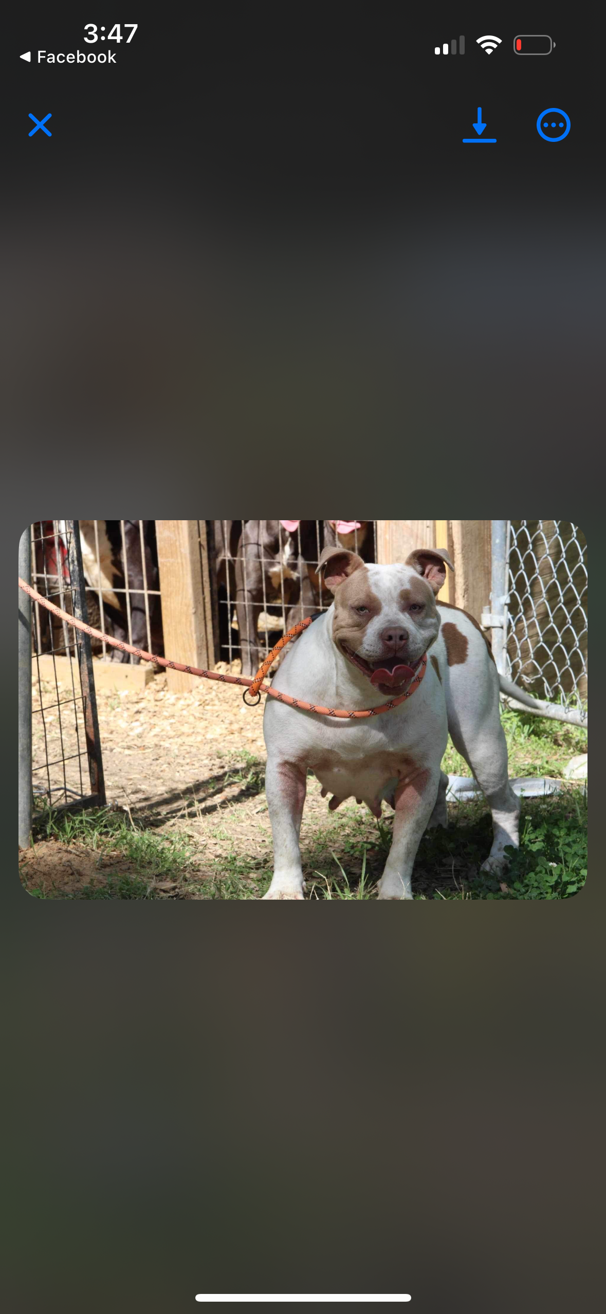 Dog Featured Image