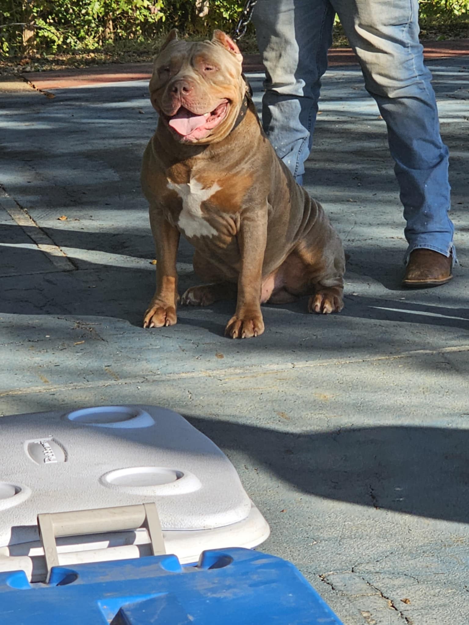 Dog Featured Image