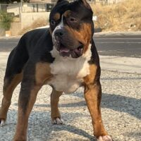 Dog Featured Image
