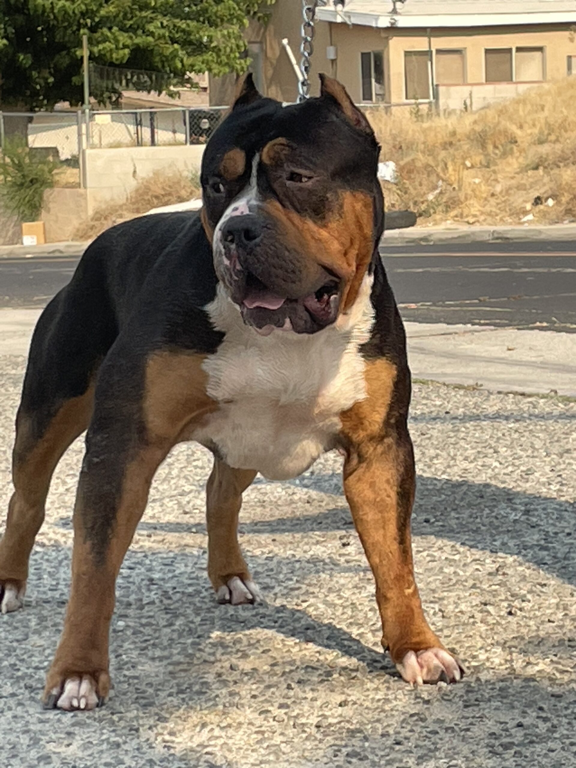 Dog Featured Image