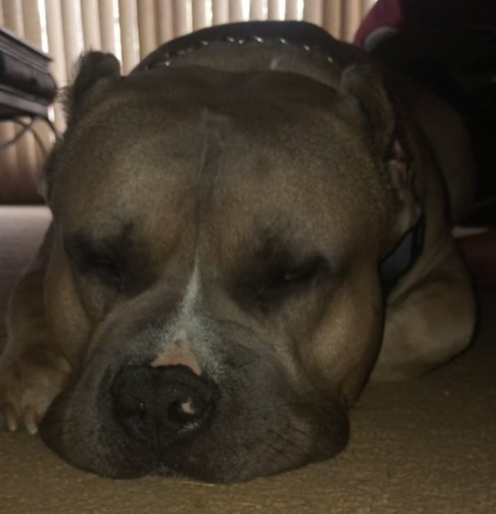 Dog Featured Image