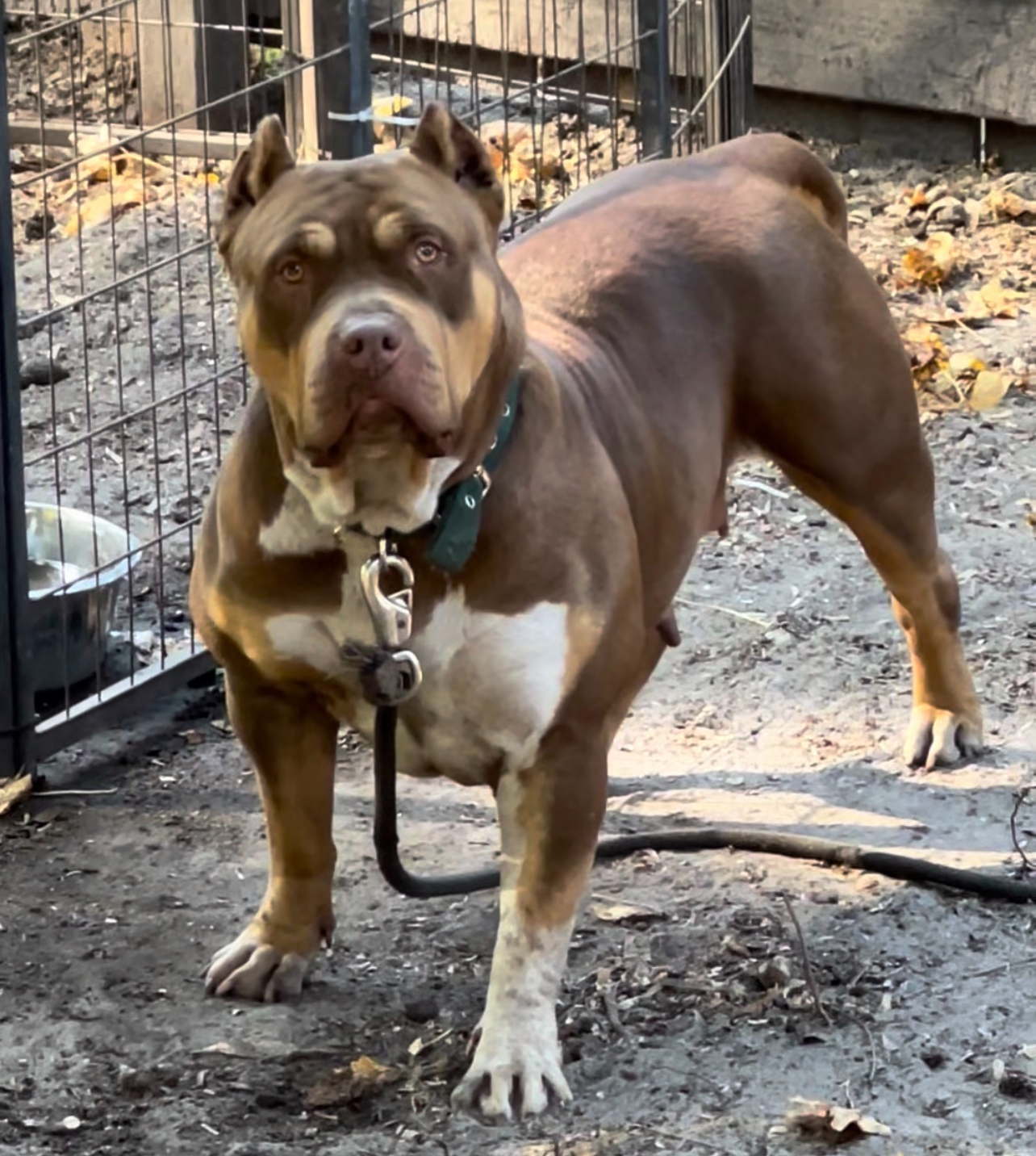 Dog Featured Image