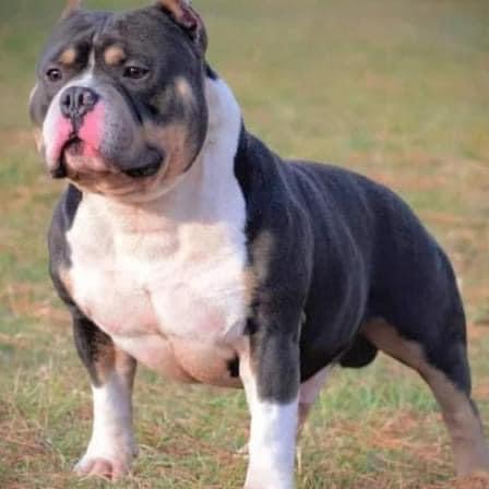 Dog Featured Image