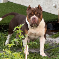 Dog Featured Image