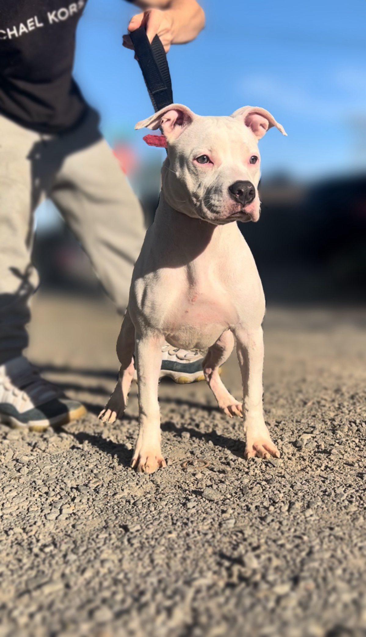 Dog Featured Image