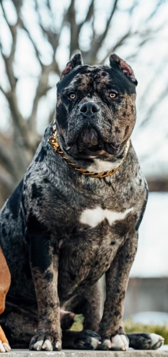 Dog Featured Image