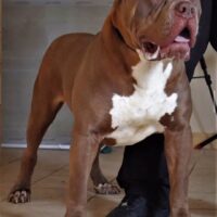 Dog Featured Image