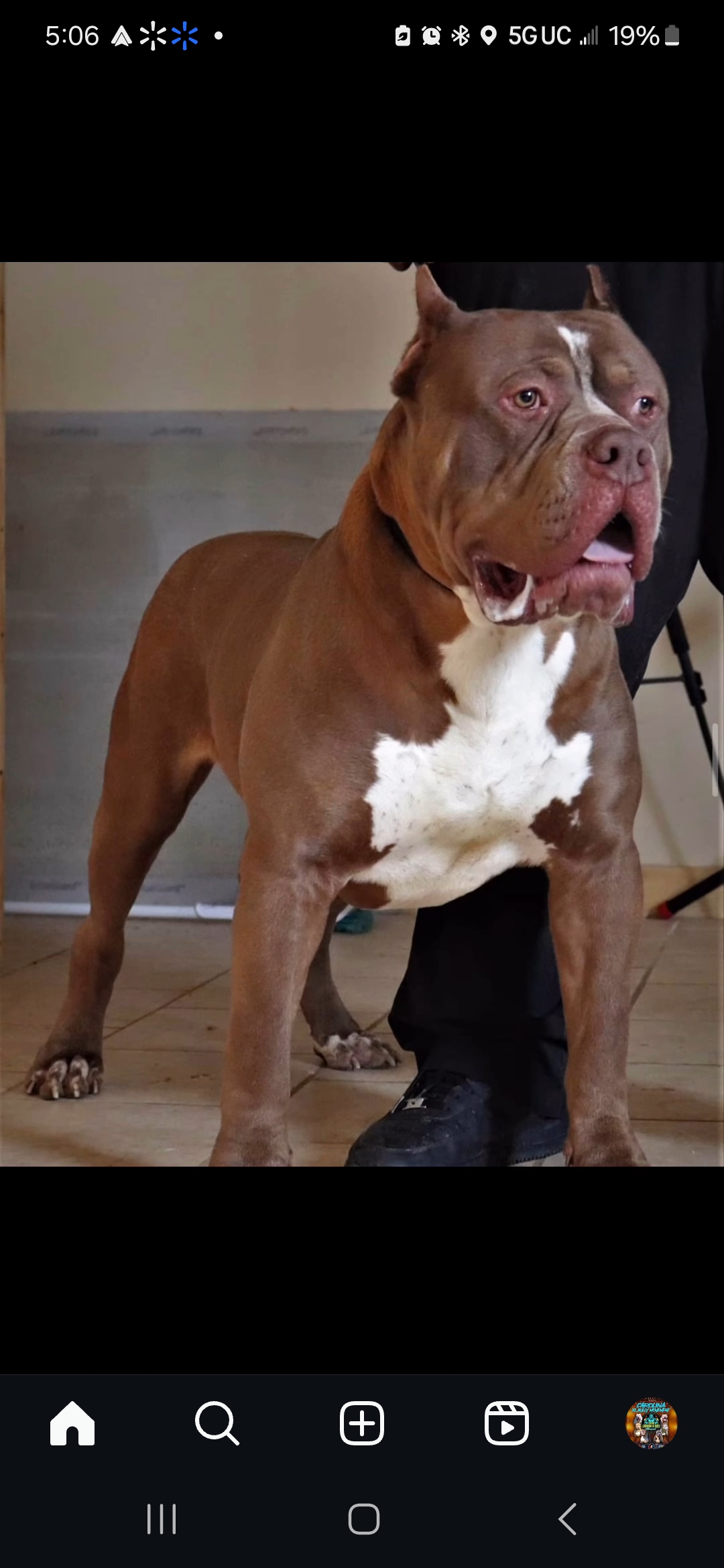 Dog Featured Image