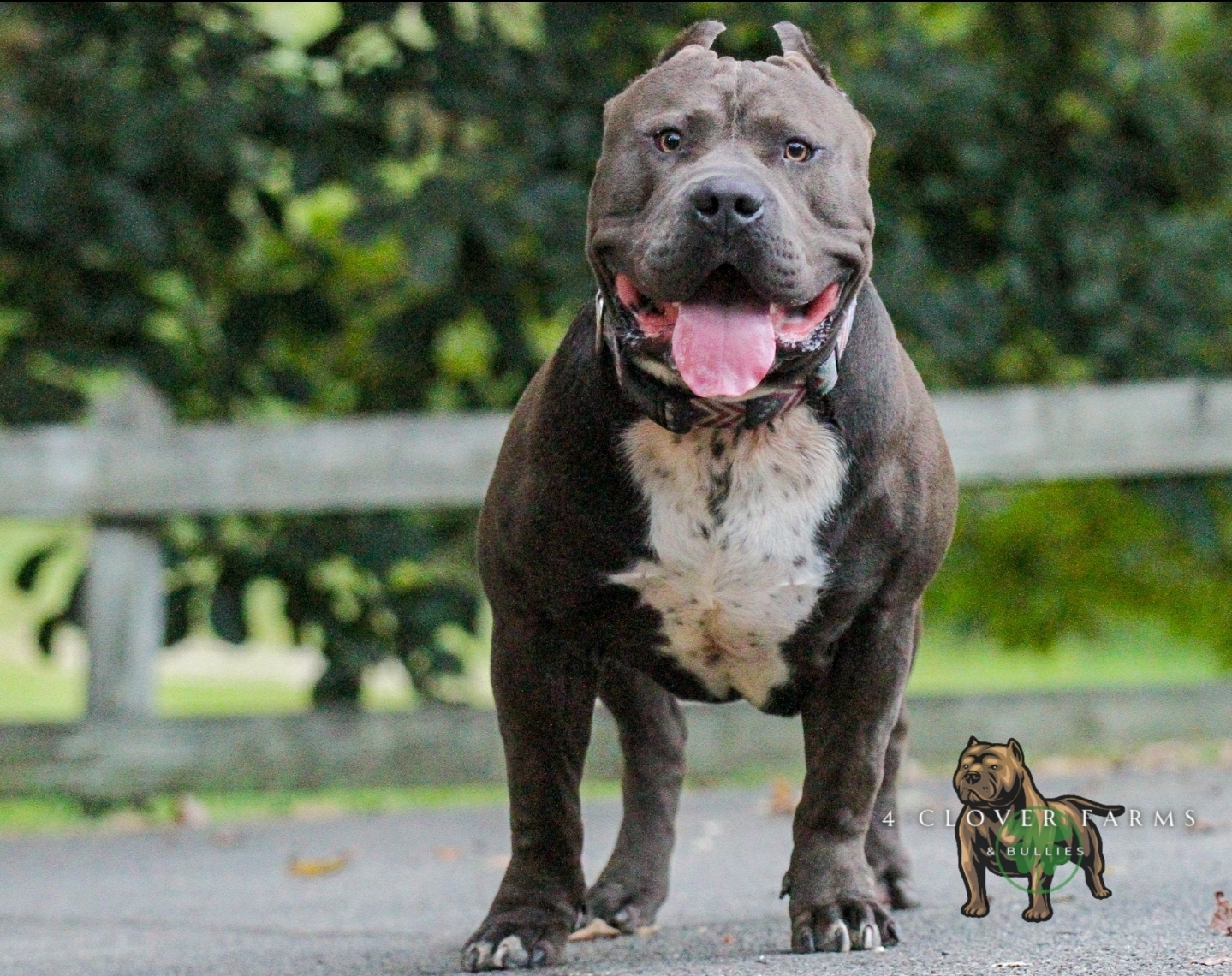 Dog Featured Image