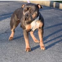 Dog Featured Image
