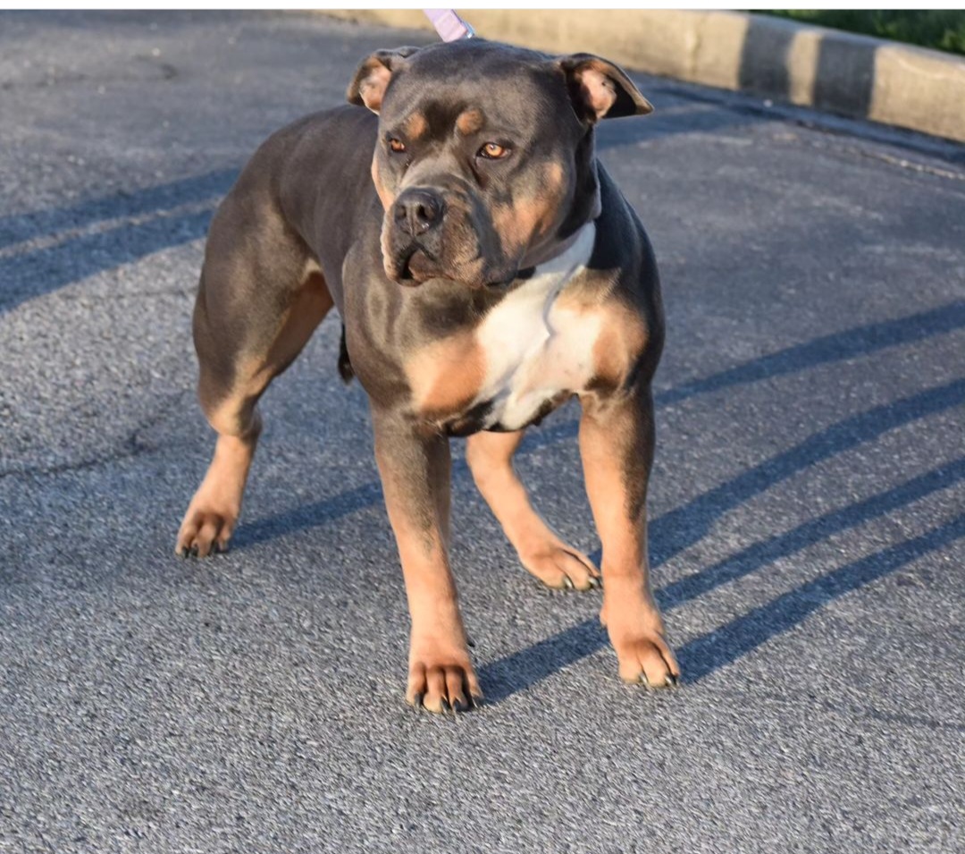 Dog Featured Image