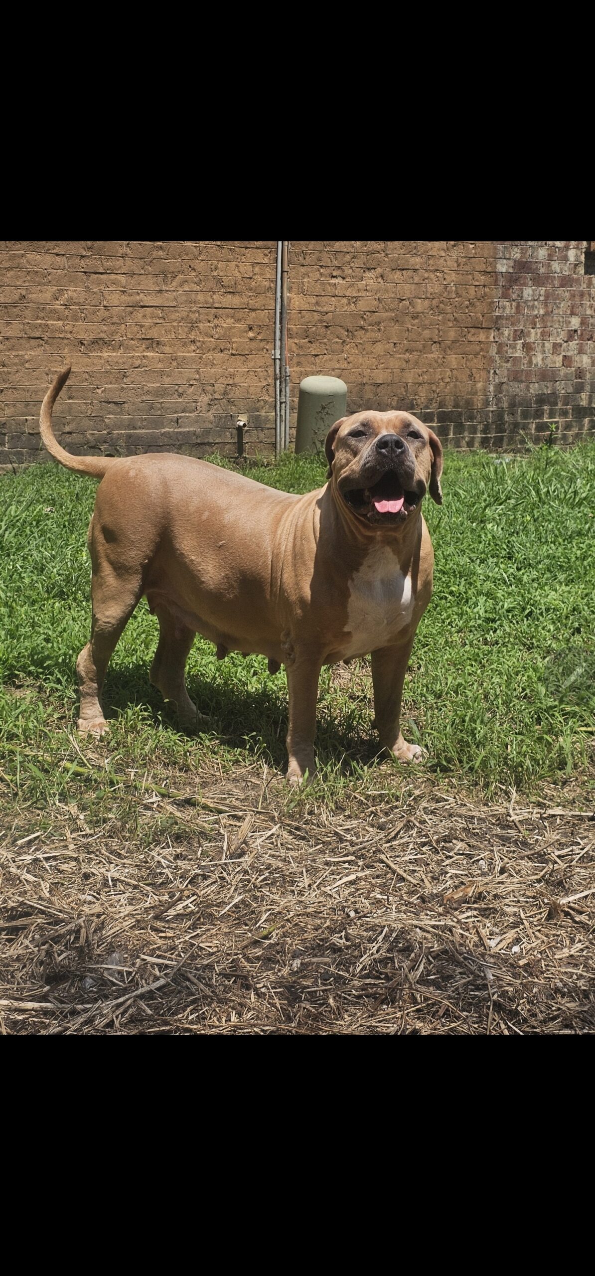 Dog Featured Image
