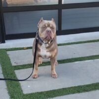 Amigo of Elysian Bullies