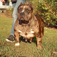 Ecks Hot Pepper of Starlight Bulls