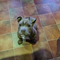 West coast bullys irl Khaleesi