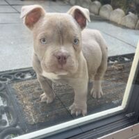 West coast bullys irl Khal