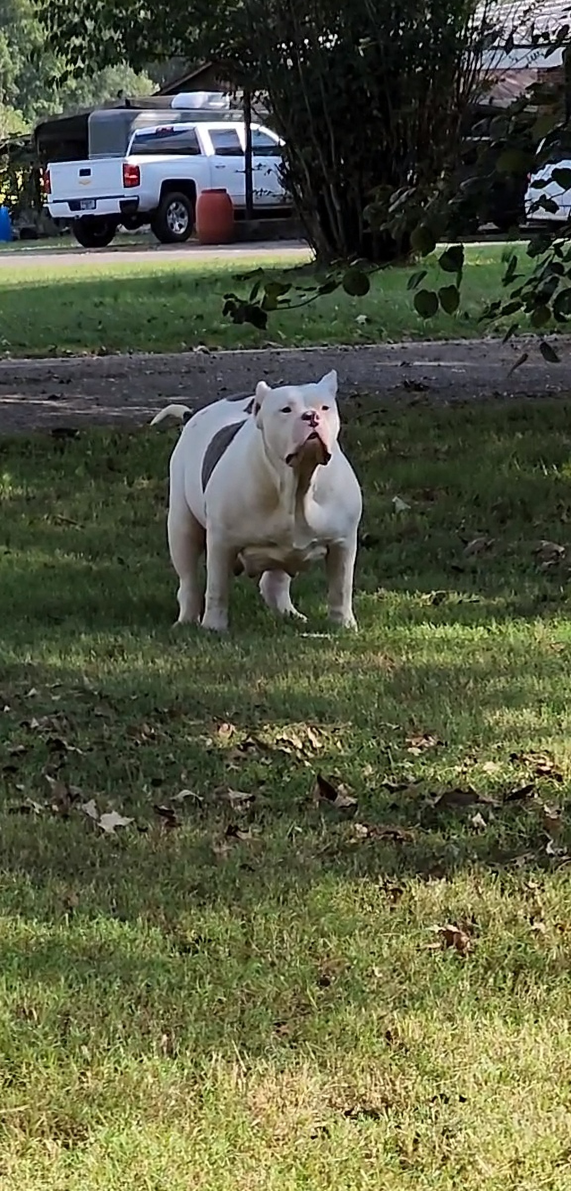 Dog Featured Image