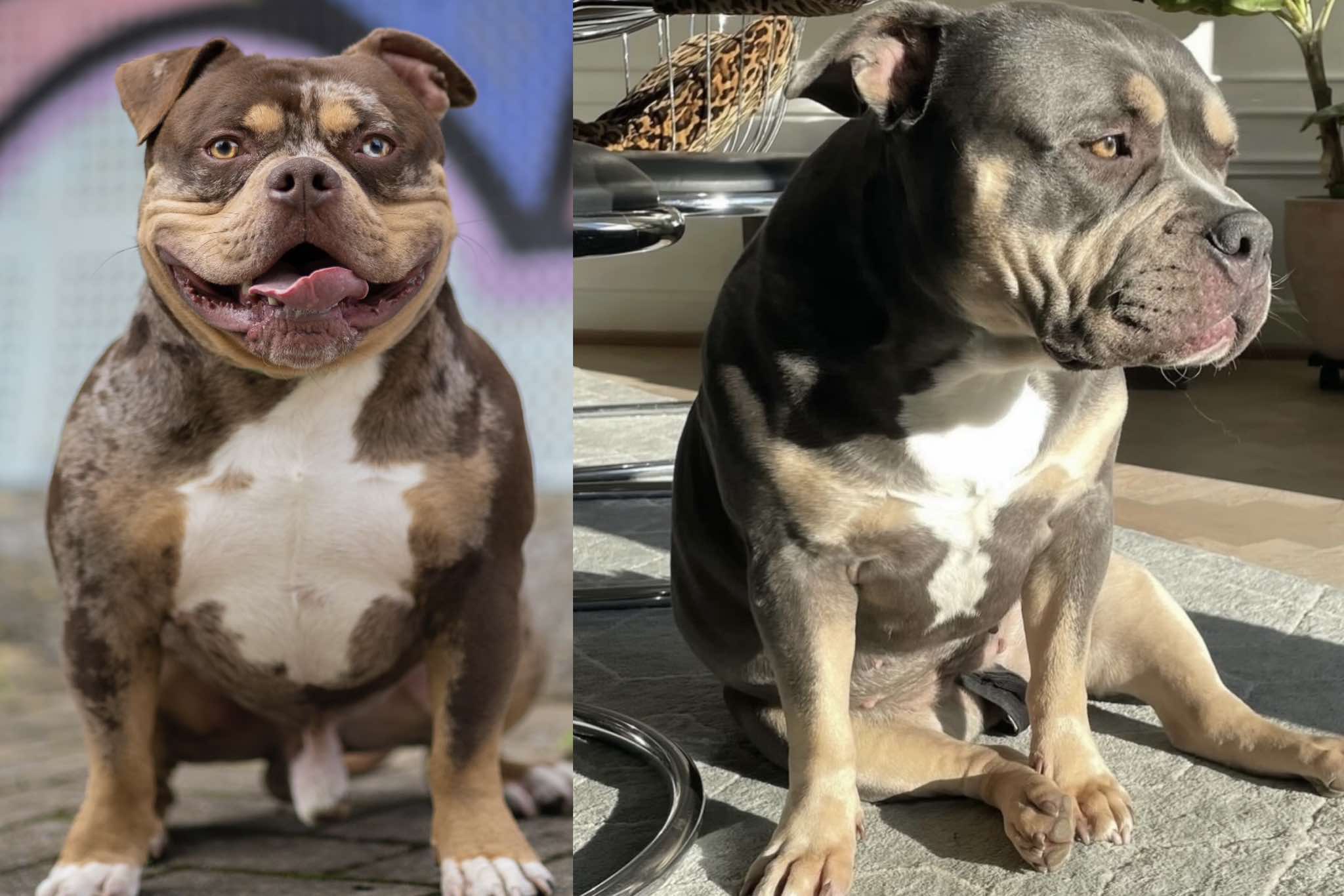 Dog Featured Image