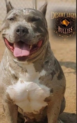 Dog Featured Image