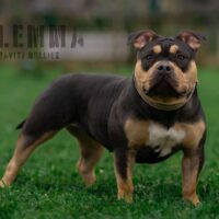 The Dilemma Off Gravity Bullies ( belgium )