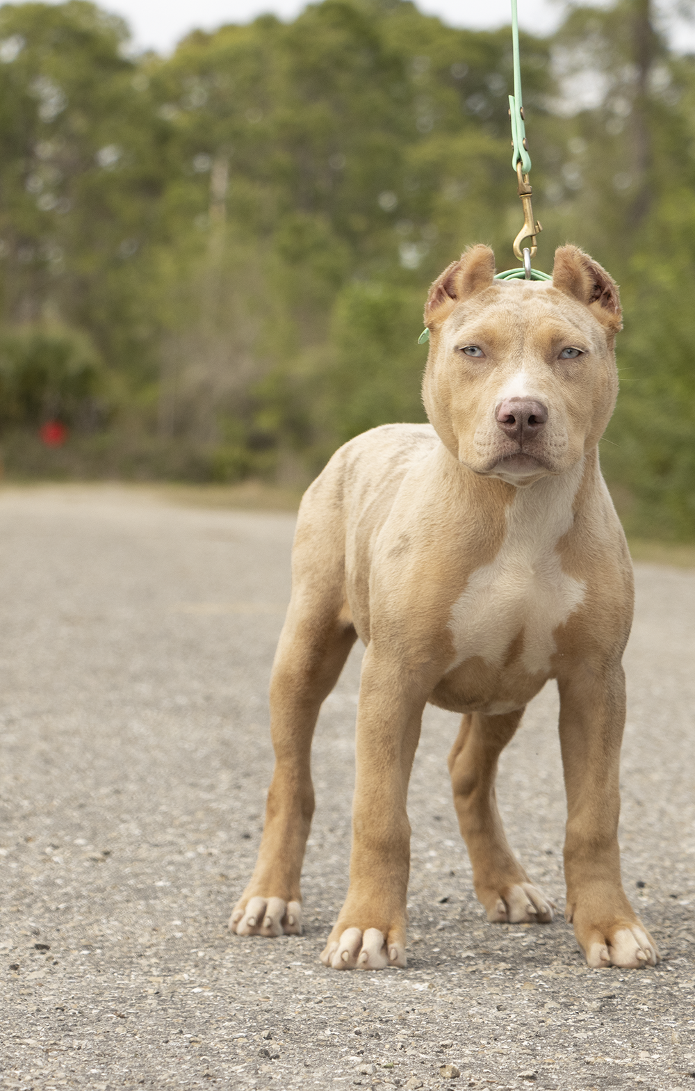Dog Featured Image