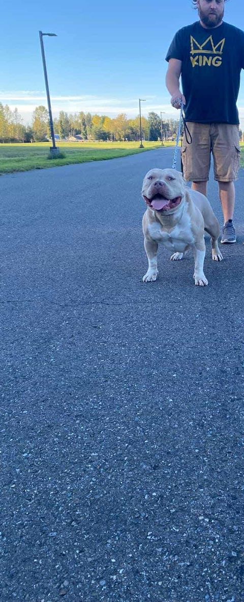 Dog Featured Image