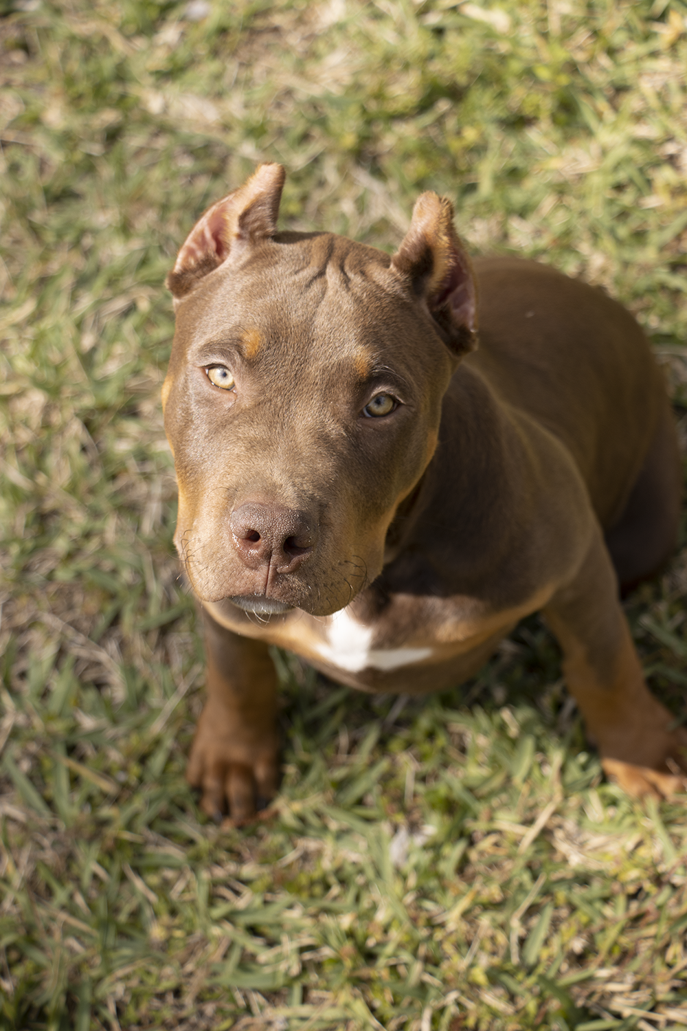 Dog Featured Image