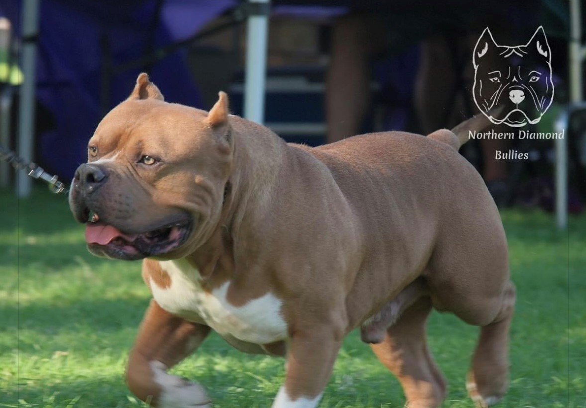 Dog Featured Image