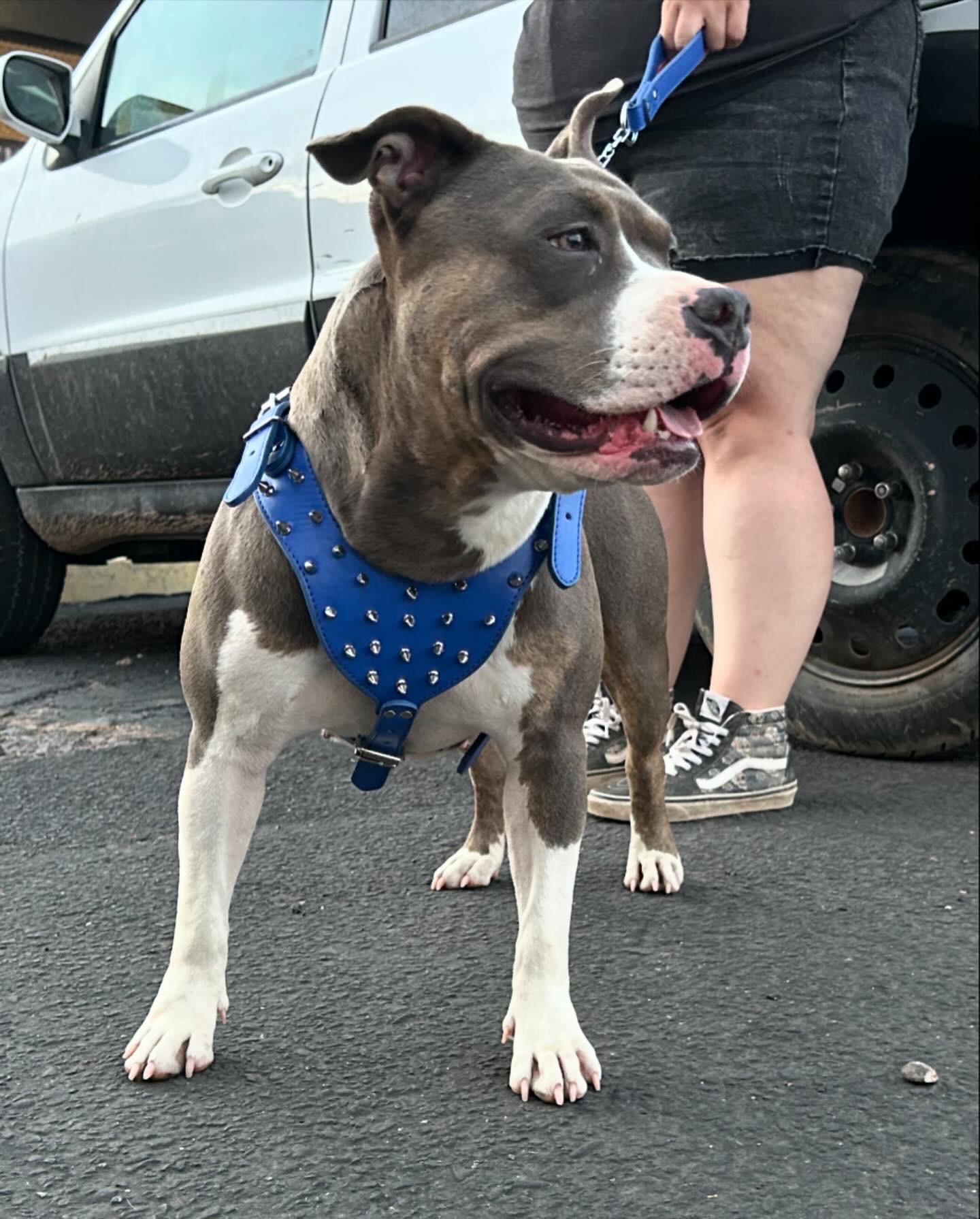 Dog Featured Image