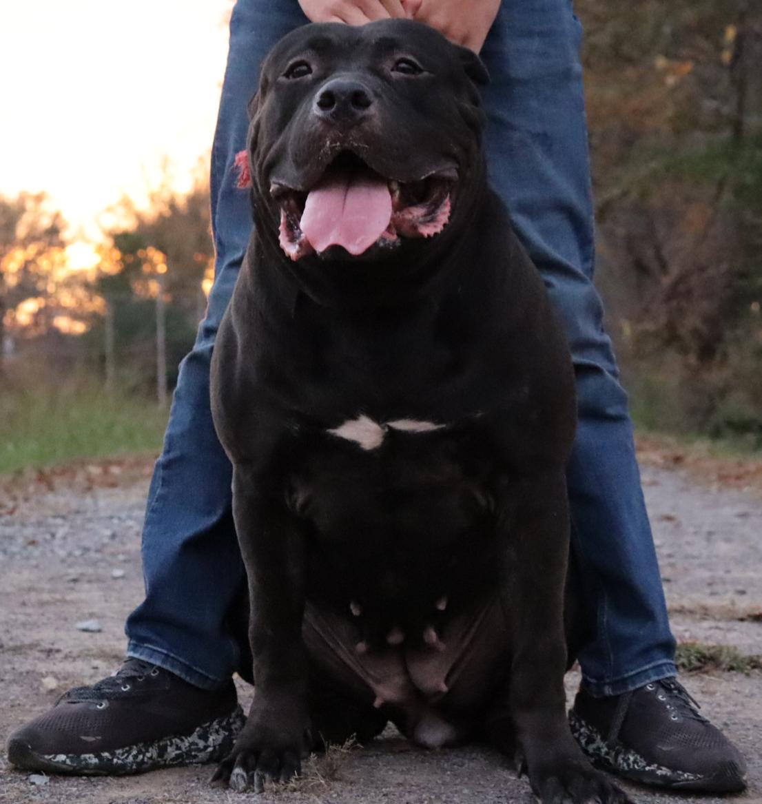 Dog Featured Image