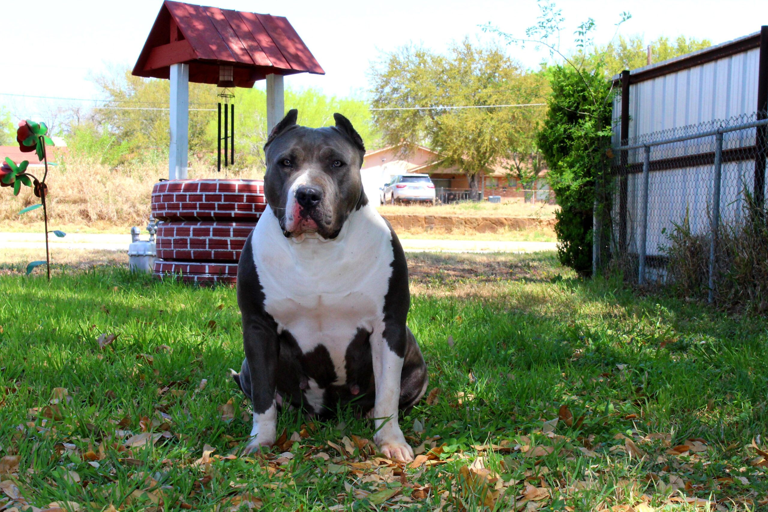 Dog Featured Image