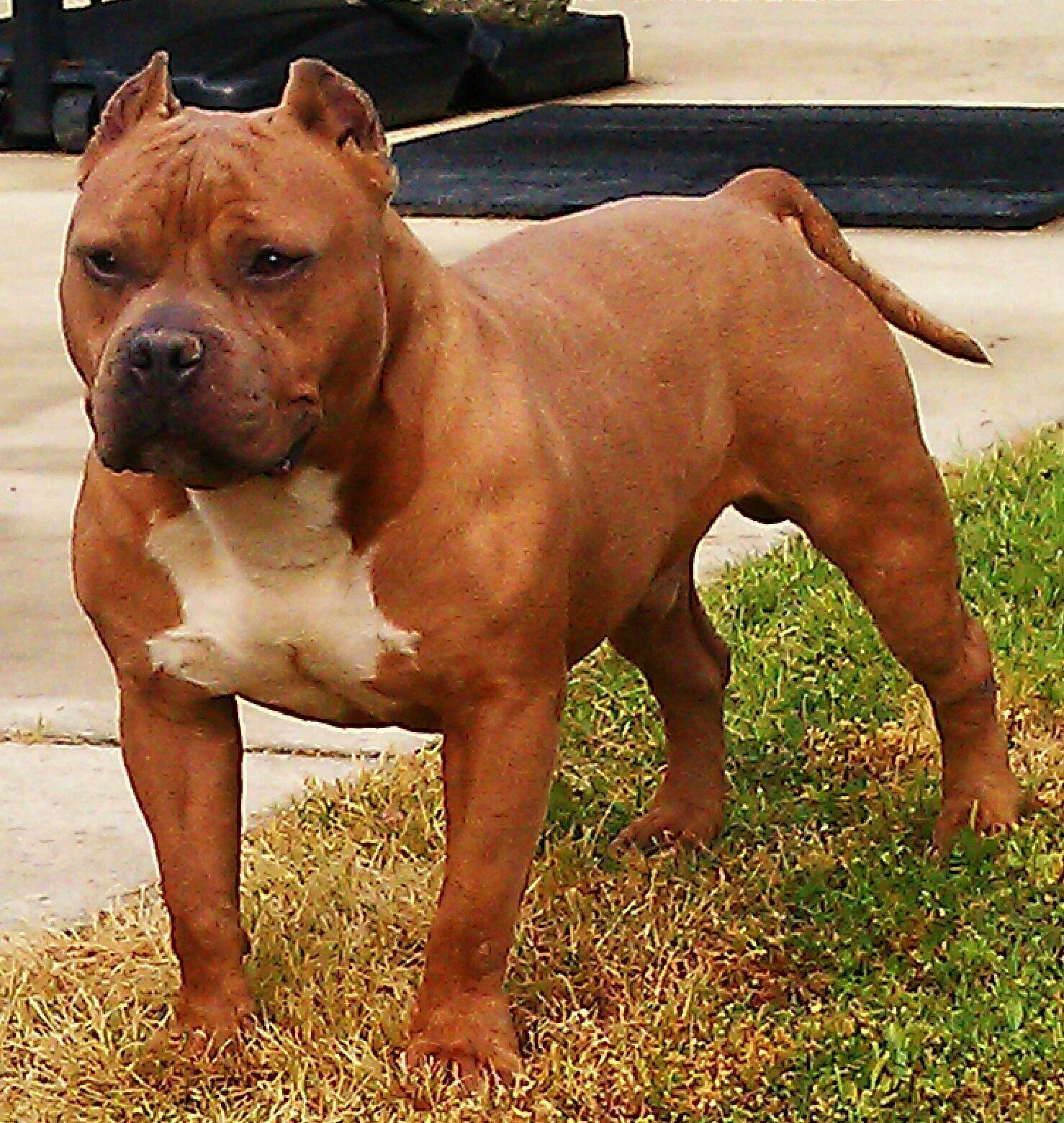 Dog Featured Image