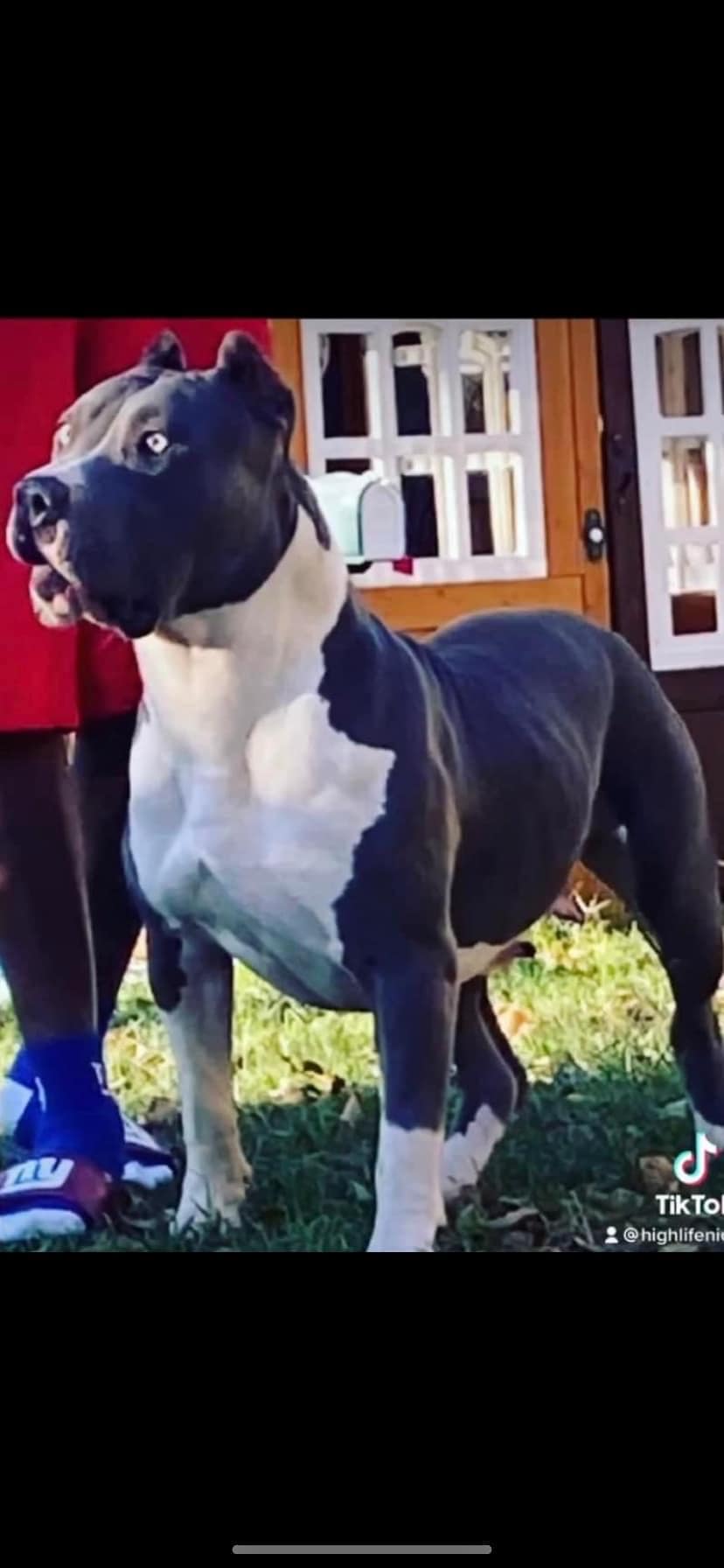 Dog Featured Image