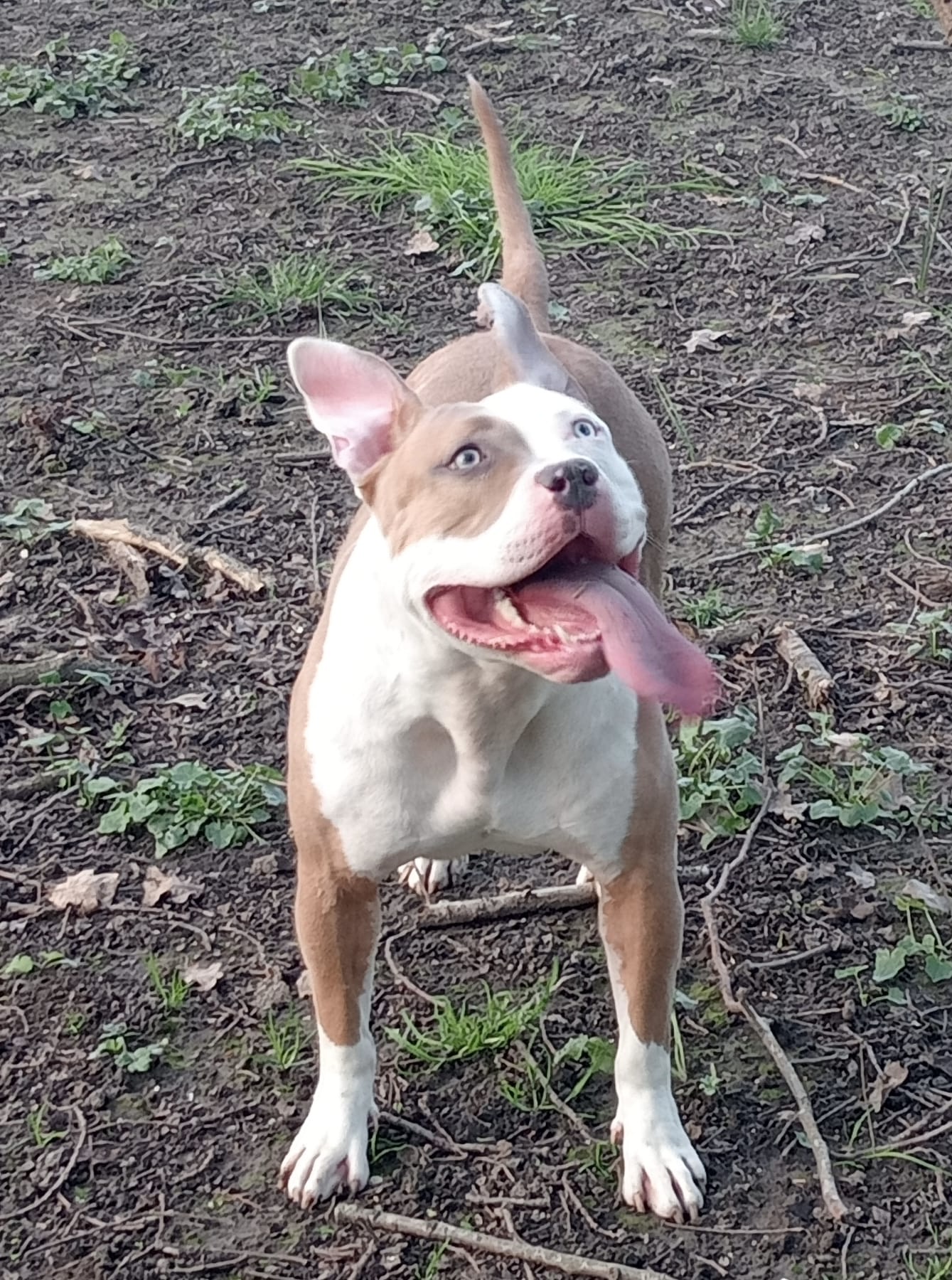 Dog Featured Image