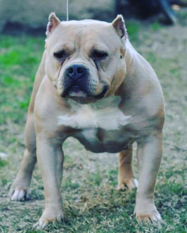 Dog Featured Image