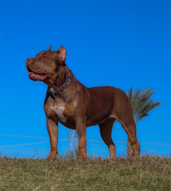 Dog Featured Image