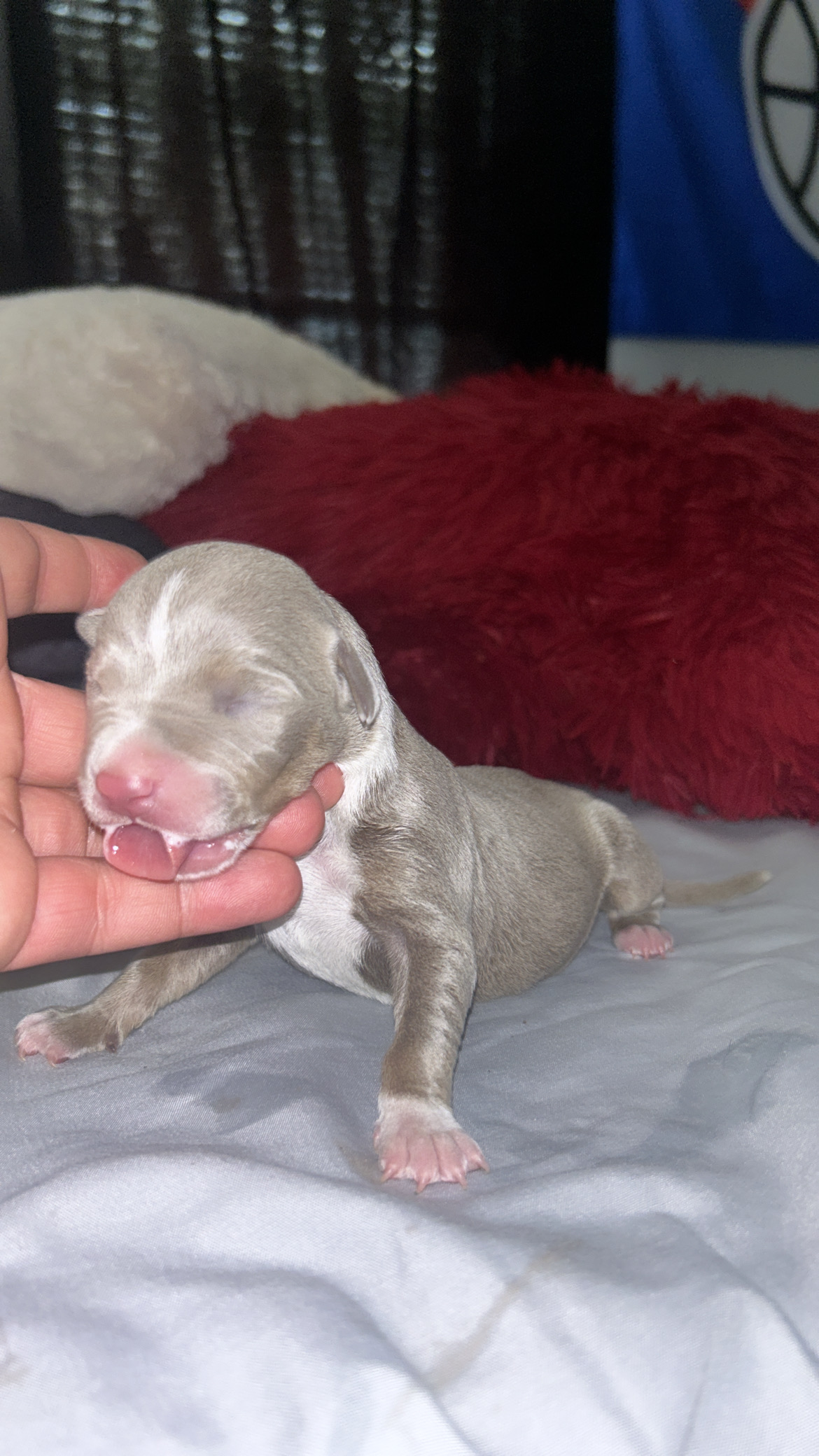 Dog Featured Image