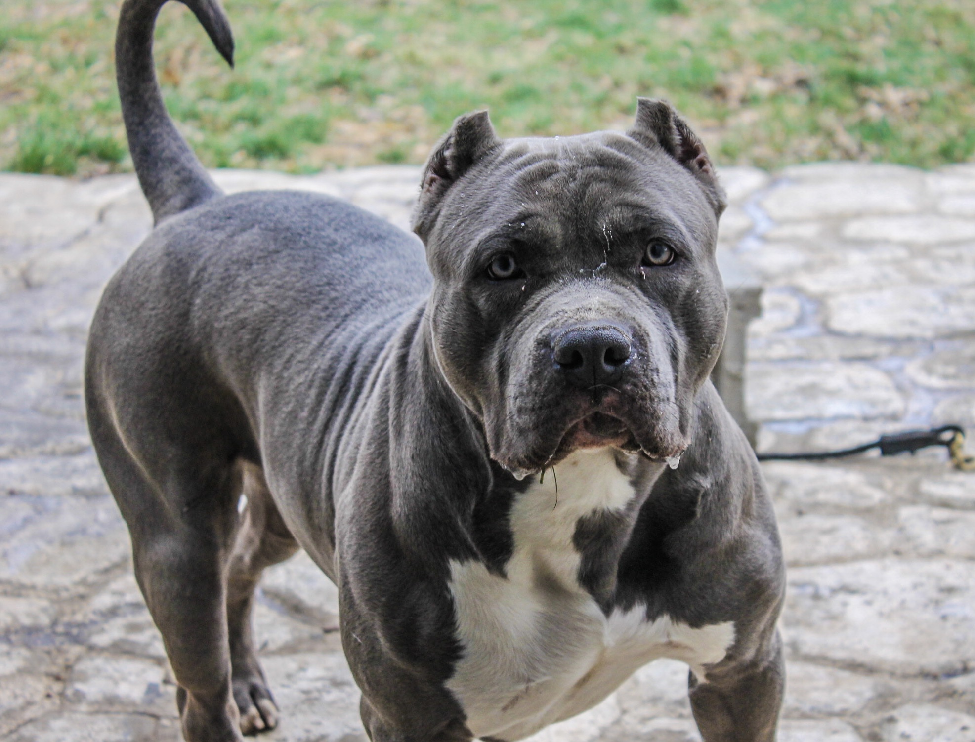Dog Featured Image
