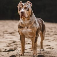 FUTURE BULLS KENNEL MISS UNIQUE
