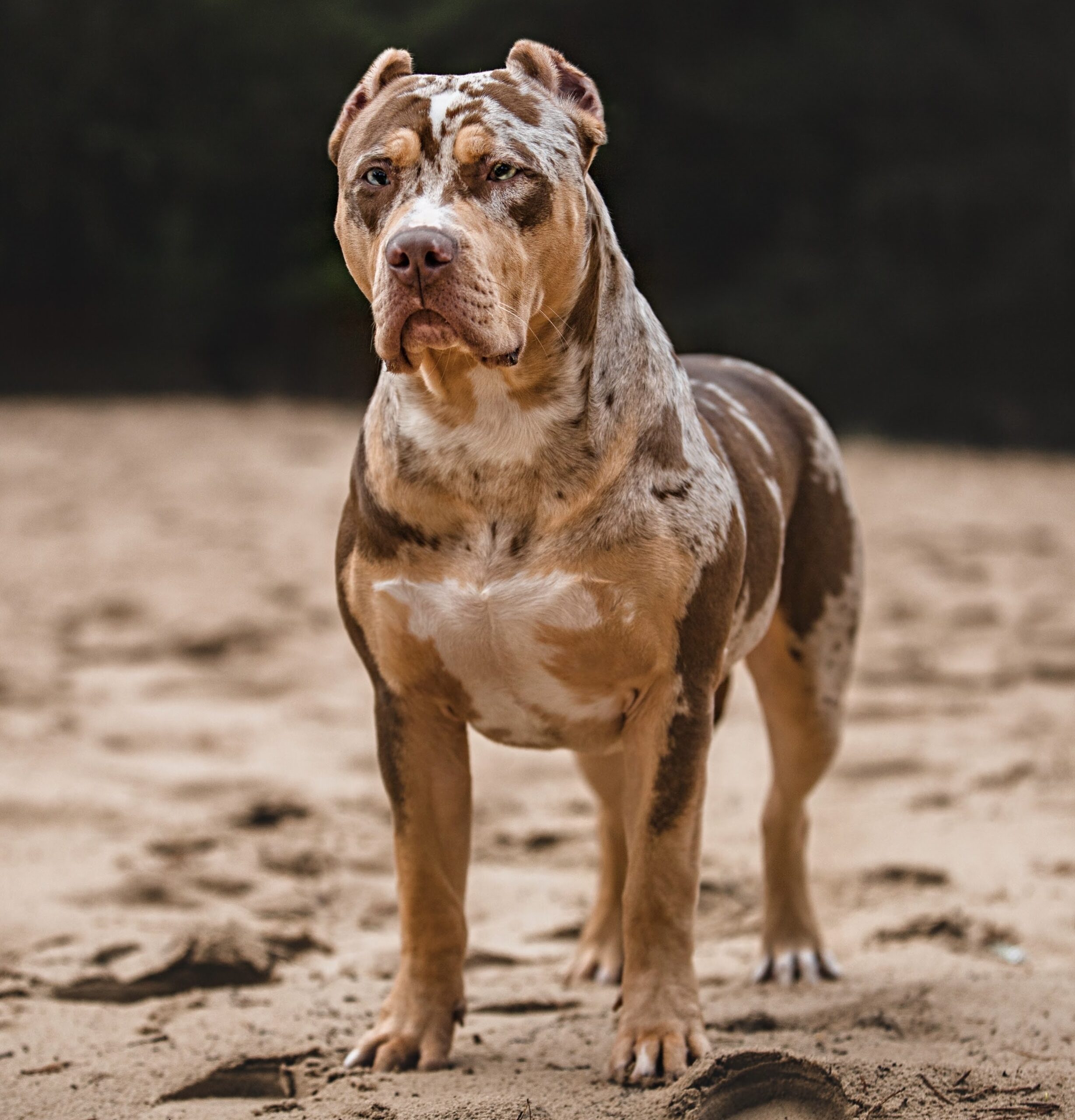 Dog Featured Image