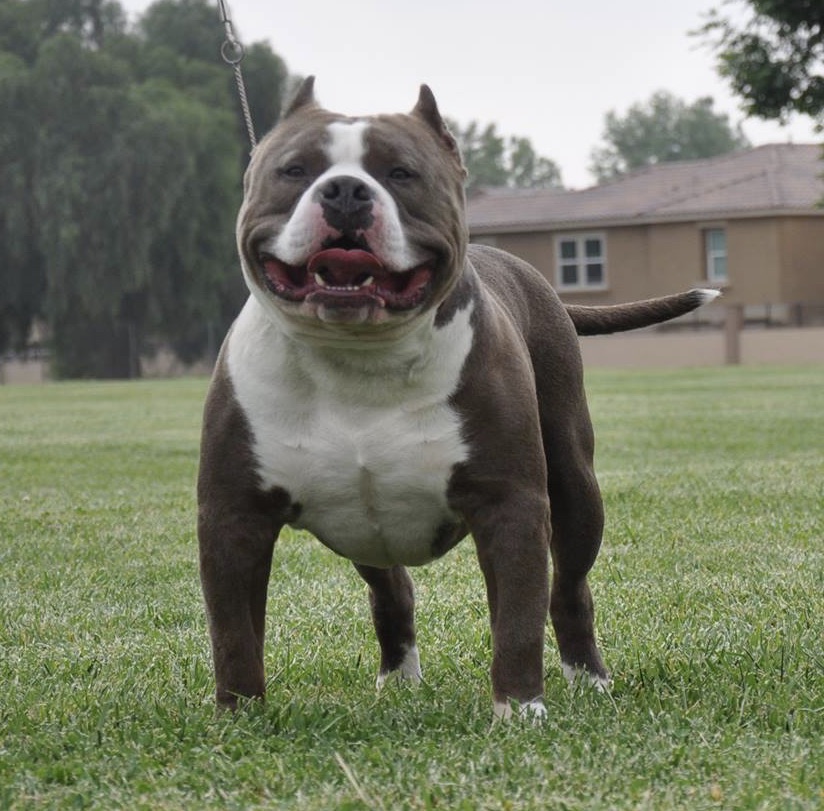 Dog Featured Image