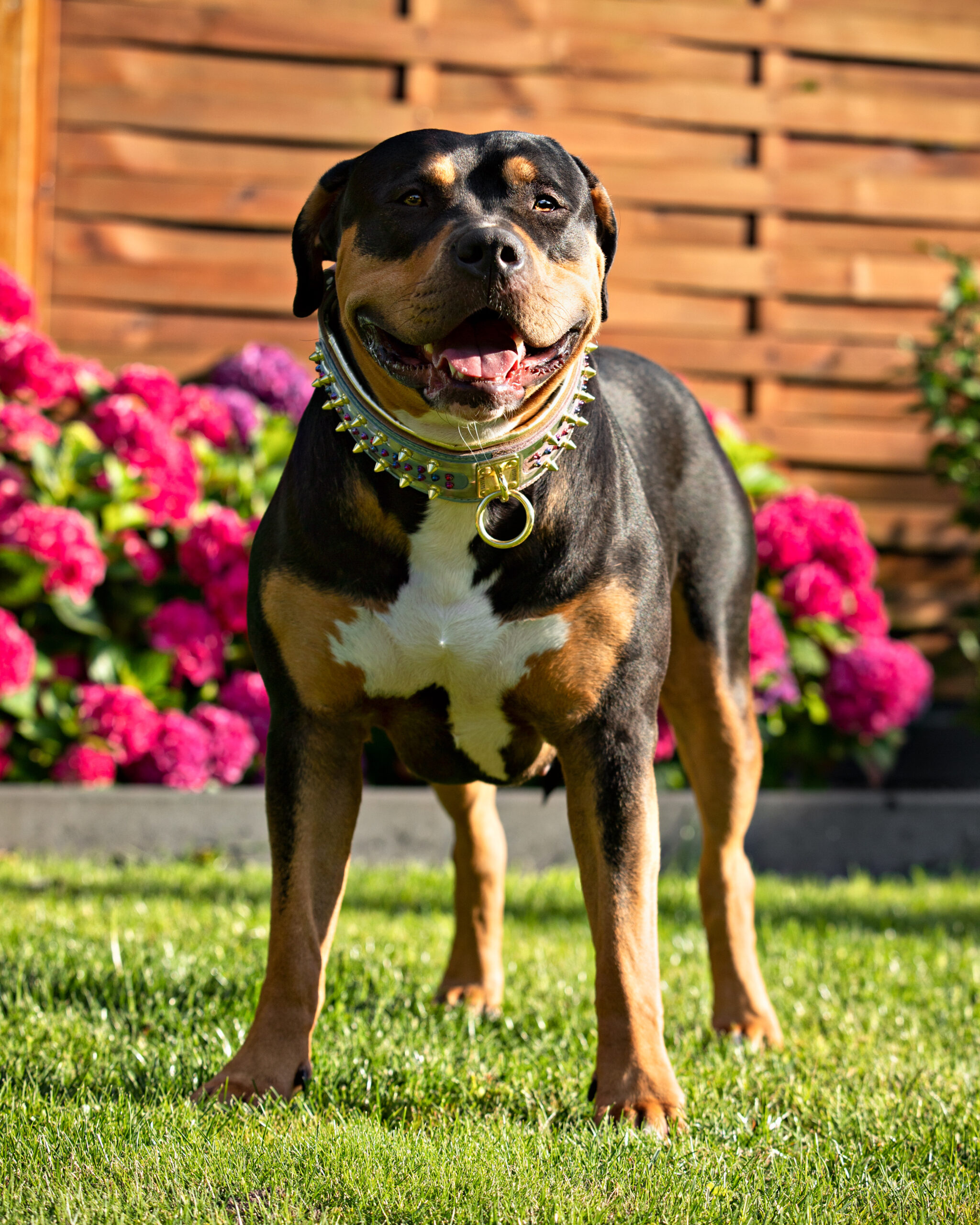 Dog Featured Image