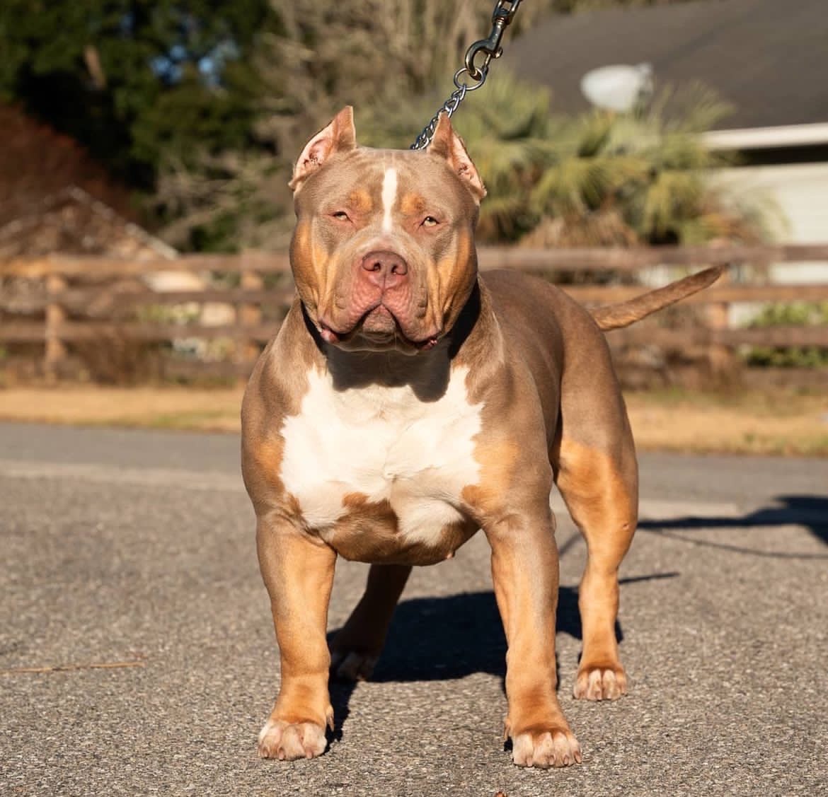 Dog Featured Image