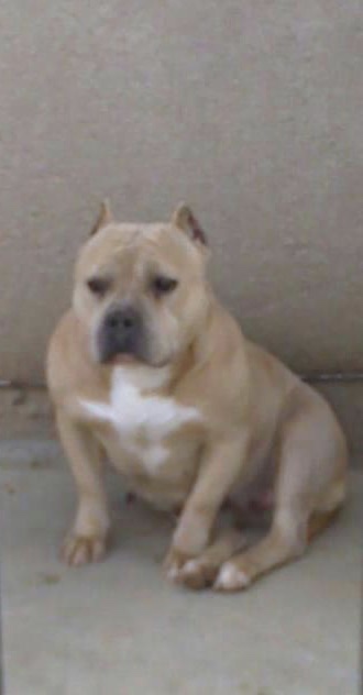 Dog Featured Image