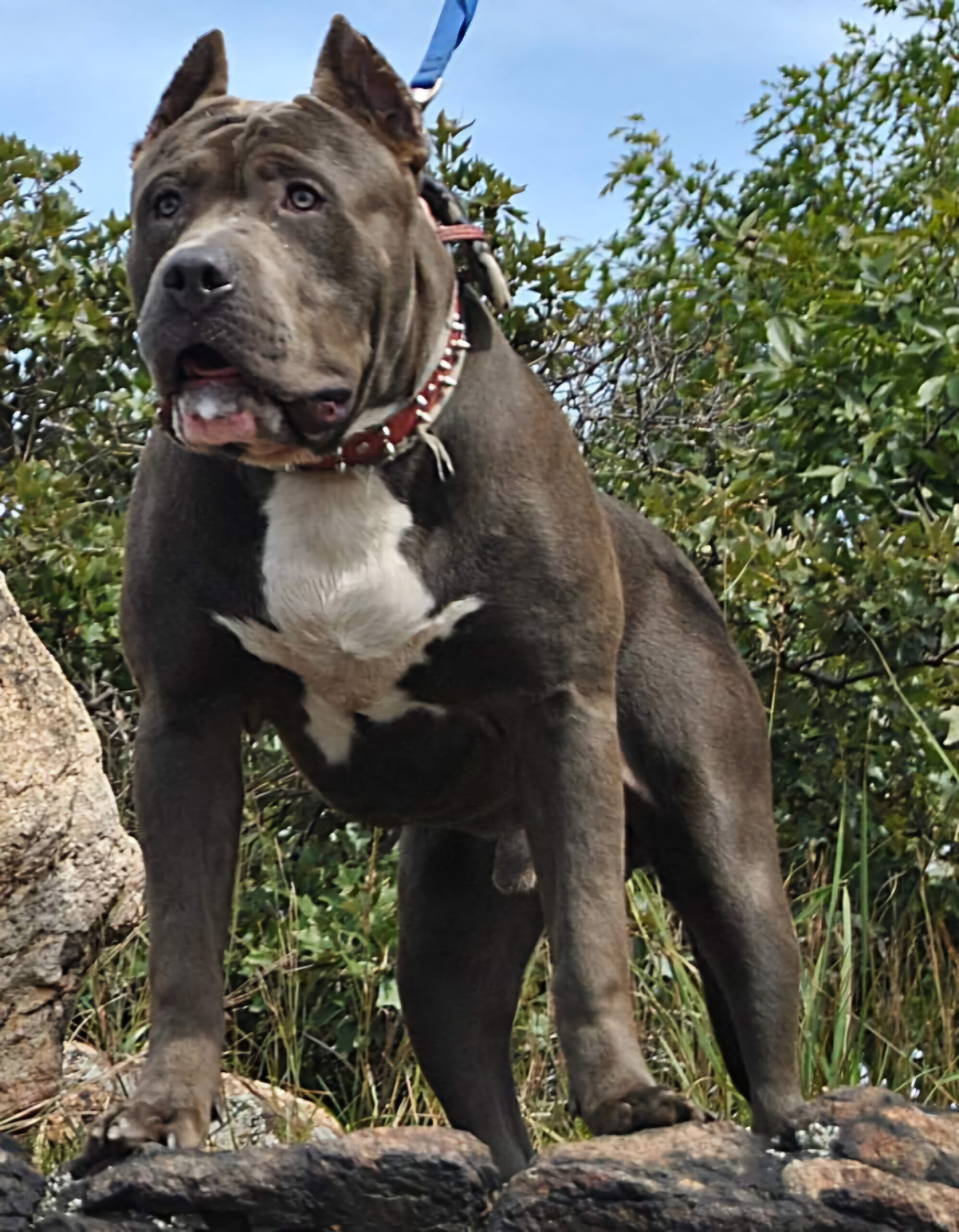Dog Featured Image