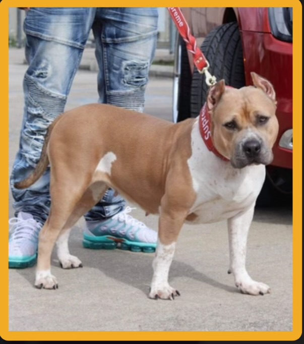 Dog Featured Image