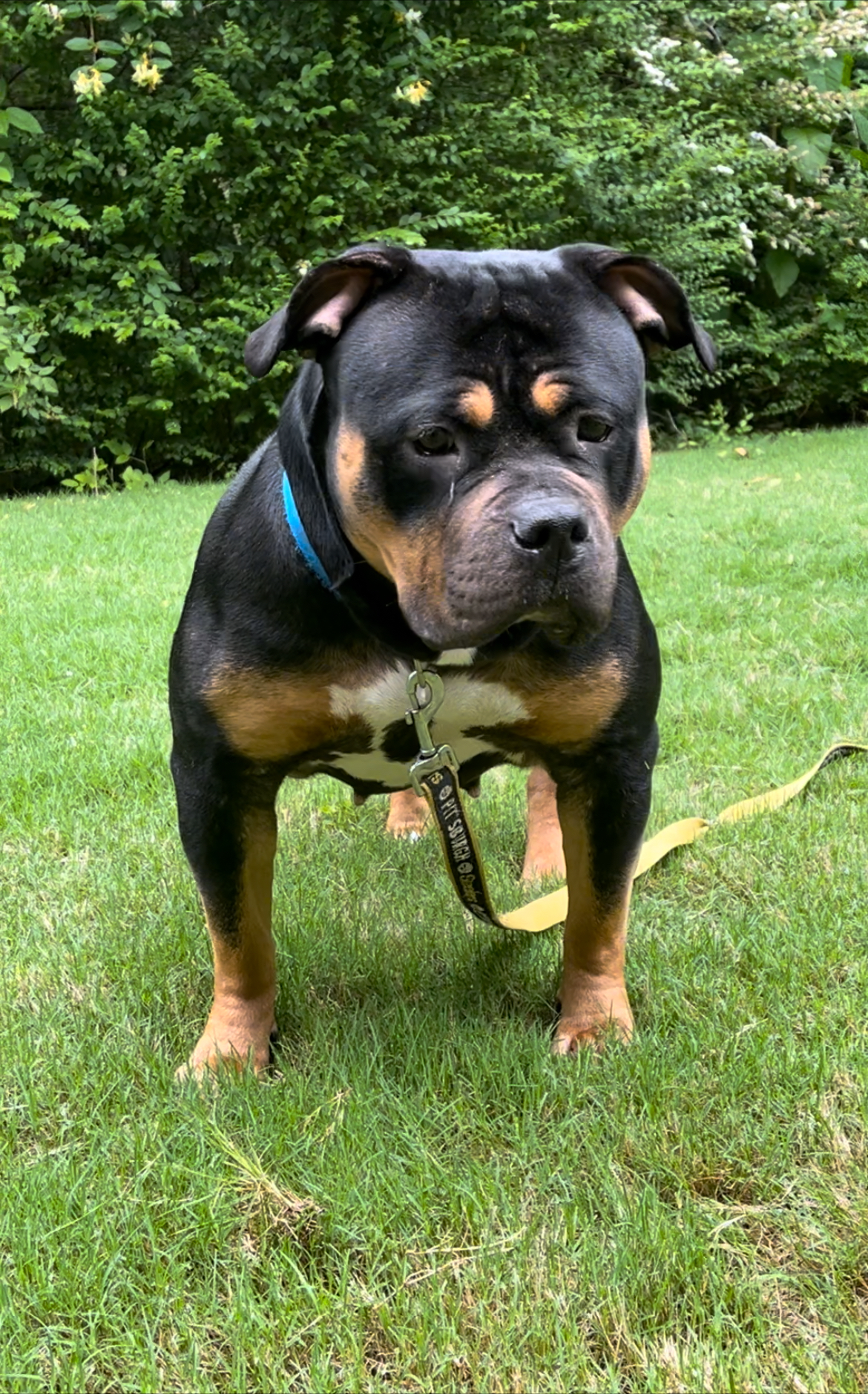Dog Featured Image