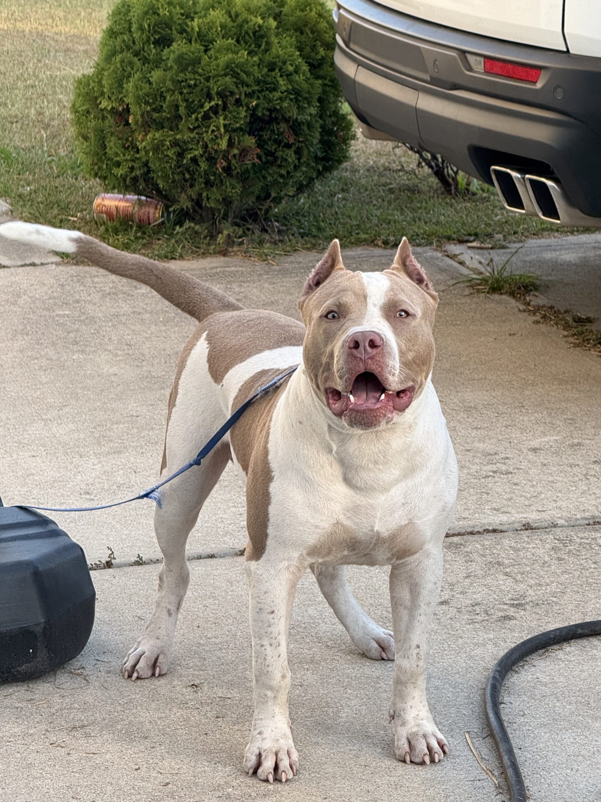 Dog Featured Image