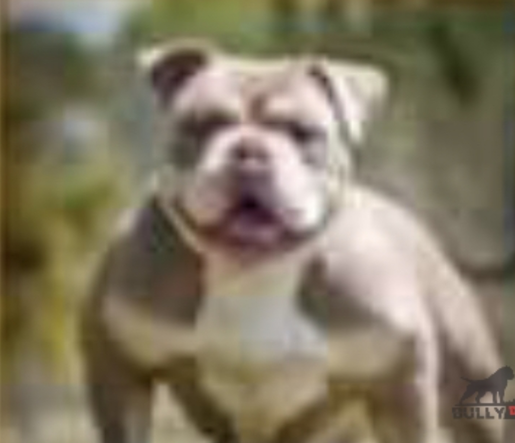 Dog Featured Image